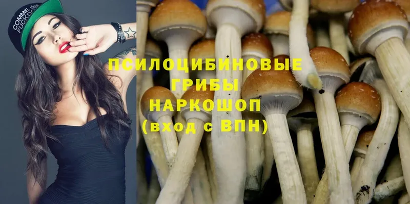 MEGA онион  где купить   Кущёвская  Галлюциногенные грибы Magic Shrooms 